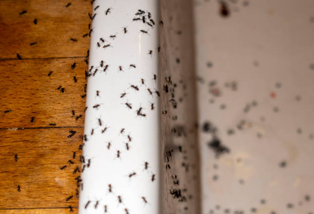 Wildlife Control Services in Vineyard, CA